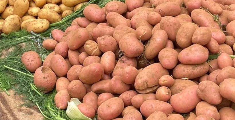 البطاطس تصل 10 دراهم للكيلو واللفت أغلى من فاكهة الأفوكادو