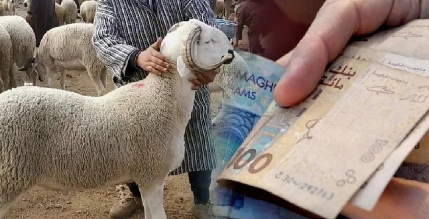 شاهد ارتسامات "الكسابة" حول أسعار أضاحي العيد