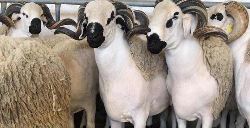 عيد الأضحى.. ترقيم 5.8 ملايين رأس من الأغنام والماعز