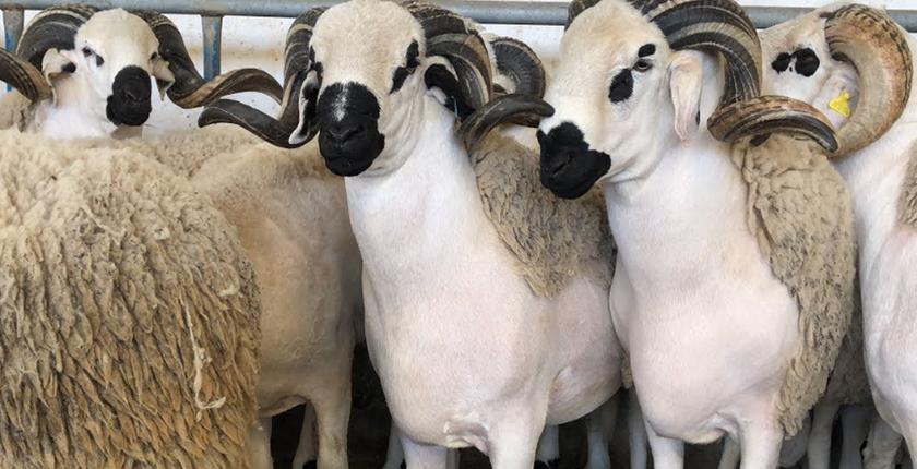 عيد الأضحى.. ترقيم 5.8 ملايين رأس من الأغنام والماعز