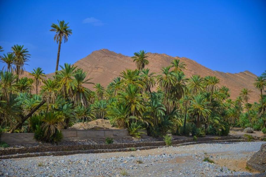 Tata : une initiative agricole pour relancer les oasis après les inondations
