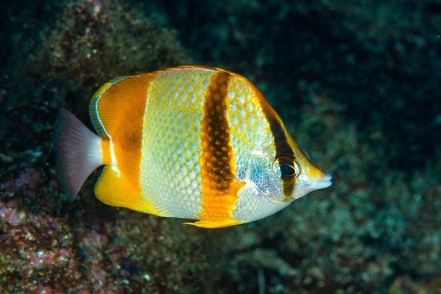 Dakhla face à un signal discret du réchauffement des océans
