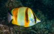 Dakhla face à un signal discret du réchauffement des océans