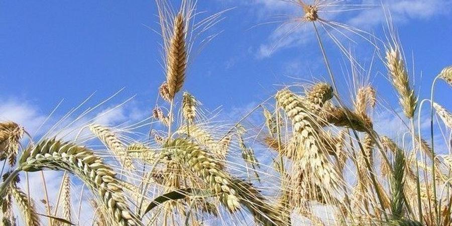 Blé : l’Europe sous pression face à la reprise céréalière marocaine