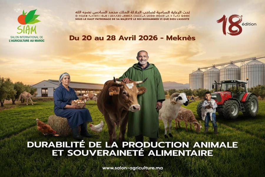 La production animale, pilier stratégique de l’agriculture marocaine