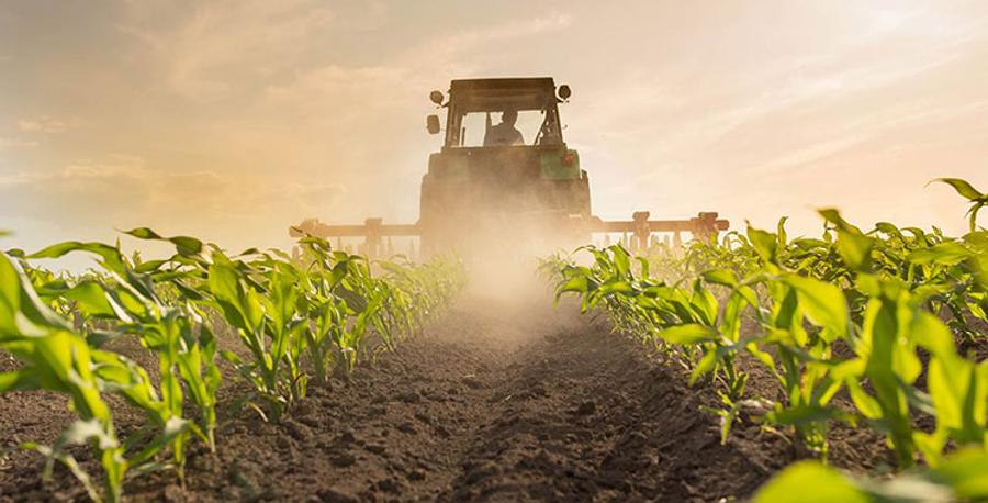 Morocco cereal harvest set to reach 90 million quintals