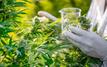 Cannabis licite : le Maroc franchit un cap historique avec plus de 19 000 quintaux produits en 2025