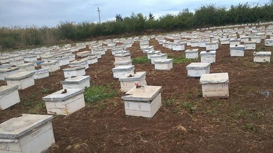 Crise du miel au Maroc : une filière apicole face au défi climatique