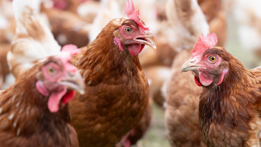 La France allège son niveau d’alerte face à la grippe aviaire