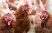 La France allège son niveau d’alerte face à la grippe aviaire