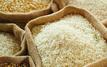Morocco launches probe into rice imports amid pressure on farmers