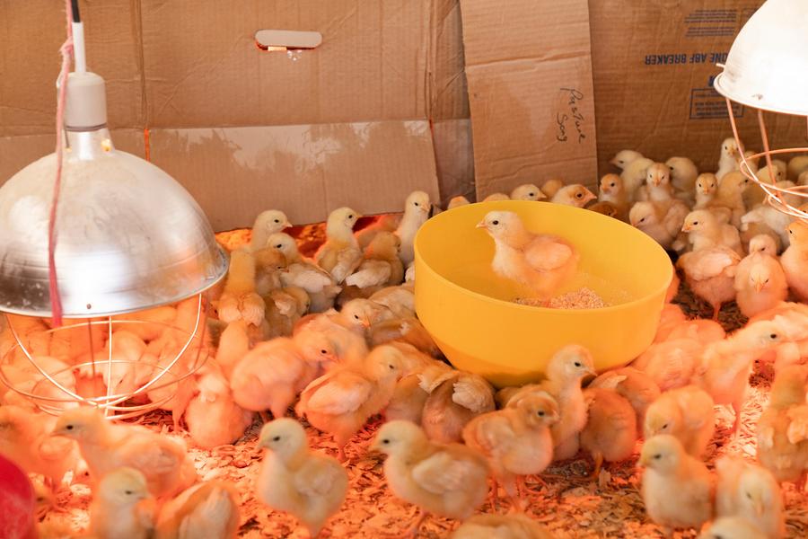Crise avicole au Maroc : des éleveurs étranglés par la flambée des coûts