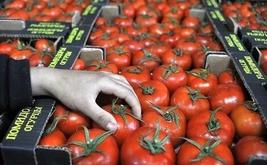 صادرات الطماطم المغربية تحقق رقماً قياسياً