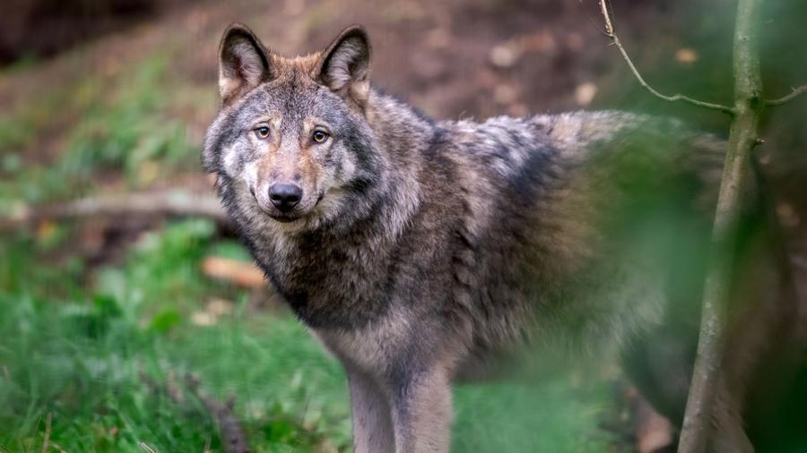 Het kabinet versoepelt de regels waardoor gemeenten "probleemwolven" mogen afschieten.