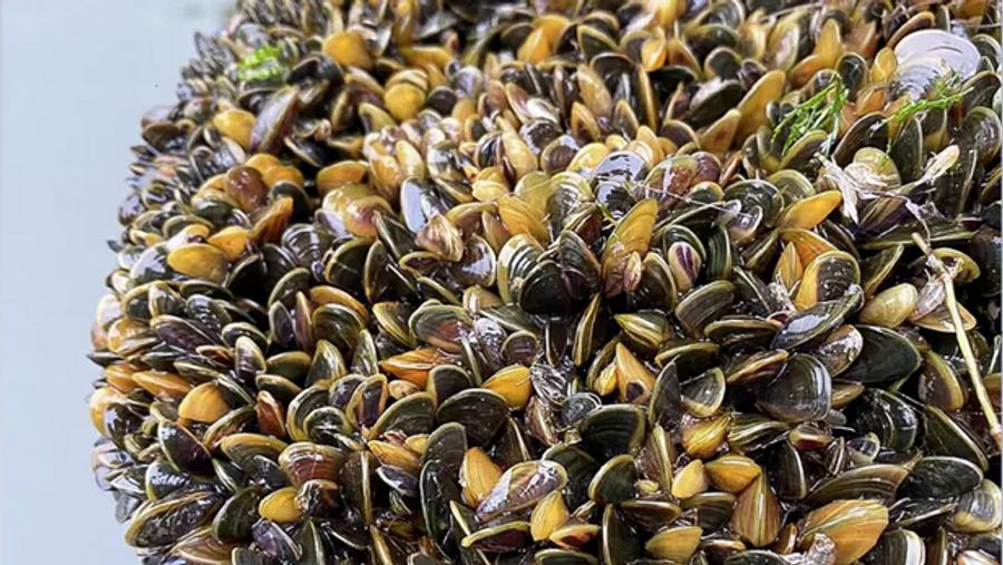 California declares state of emergency after golden mussel invasion threatens waterways