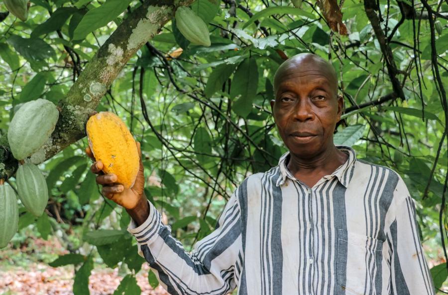 Ivory Coast cocoa farmers cut fertilizer use raising supply fears