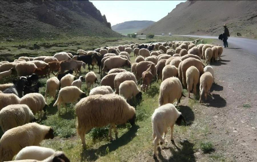     L’élevage confirme son rôle clé dans l’économie agricole marocaine