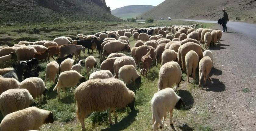     L’élevage confirme son rôle clé dans l’économie agricole marocaine