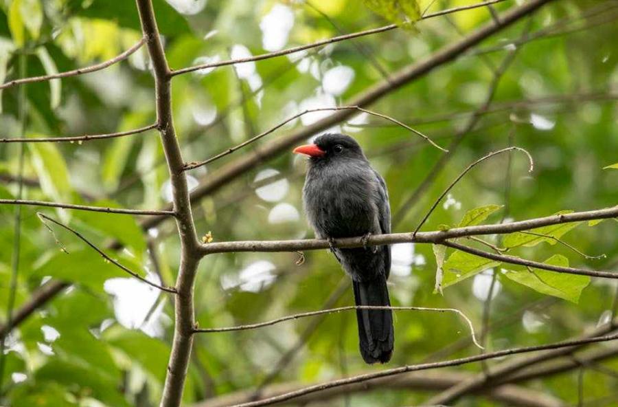 Animales del amazonas transmiten alertas de depredadores en red natural