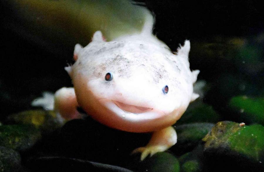 Gene discovery in salamanders brings human limb regeneration closer