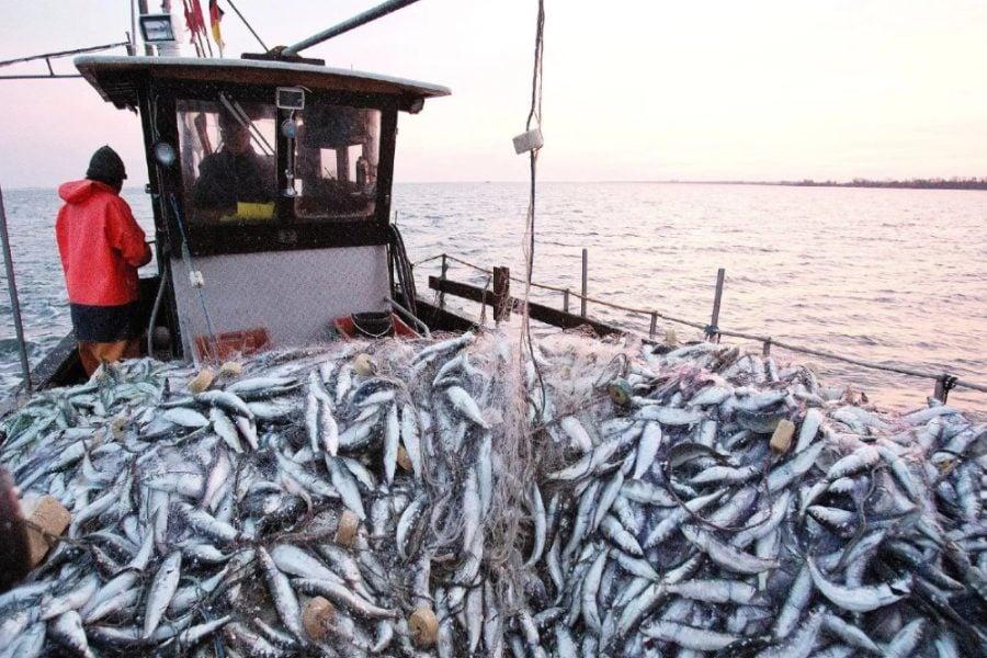 Port de Tan-Tan : la sardine relance fortement l’activité après plusieurs mois d’arrêt