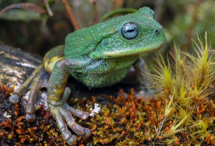 New species emerge from Peruvian Amazon, astonishing scientists