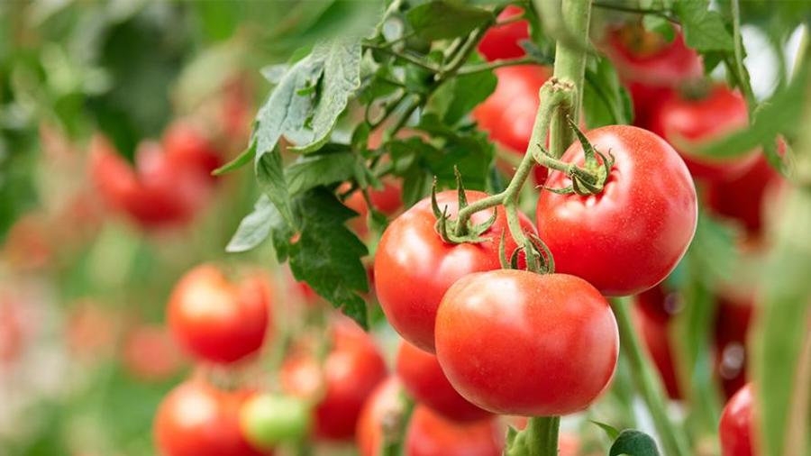 Prix de la tomate en forte hausse au Maroc