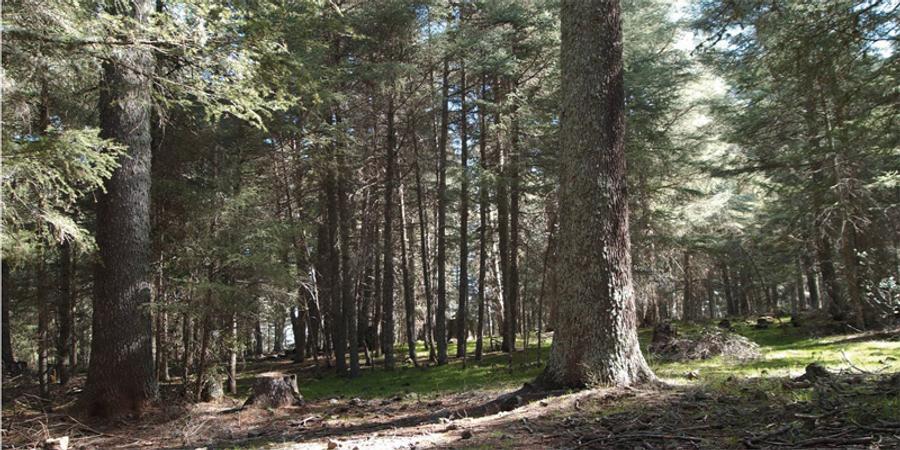 Towards a more effective and coordinated fight to protect forests