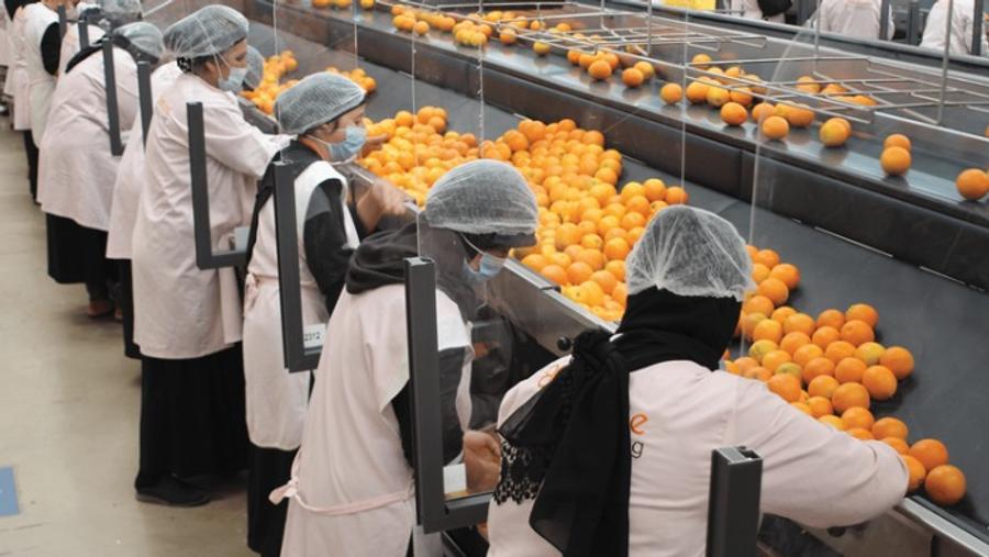 Le Maroc perd du terrain sur le marché européen des agrumes face à une concurrence accrue