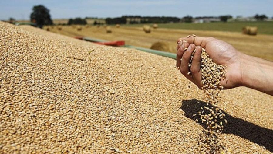Prévisions agricoles mondiales : des stocks de blé en hausse et une présence accrue du Maroc sur le marché du maïs