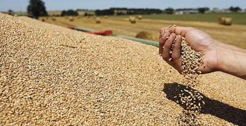 Prévisions agricoles mondiales : des stocks de blé en hausse et une présence accrue du Maroc sur le marché du maïs