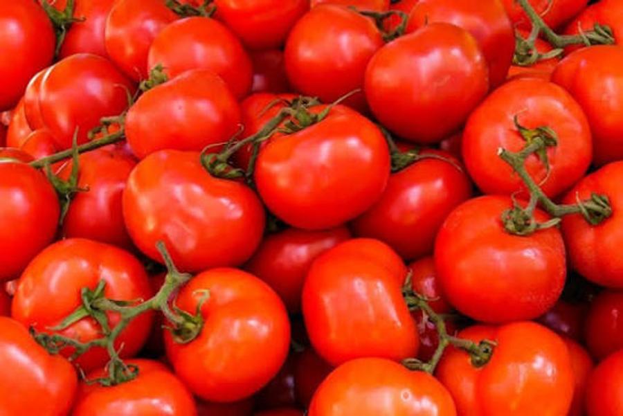 الطماطم المغربية تسبب خسائر لإسبانيا في السوق الأوروبية