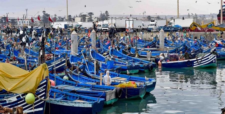 Pêche maritime : recul modéré des débarquements dans les ports méditerranéens au premier trimestre 2026