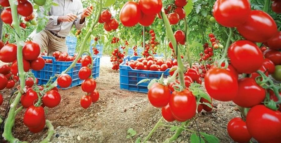 Le Maroc redessine le marché européen de la tomate face au recul espagnol