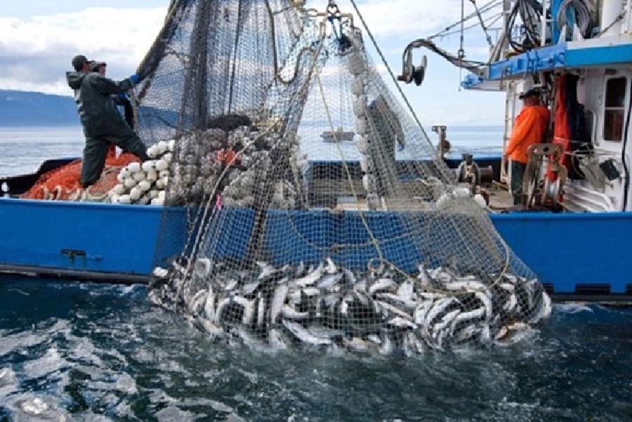تراجع مفرغات الصيد البحري بالموانئ المتوسطية