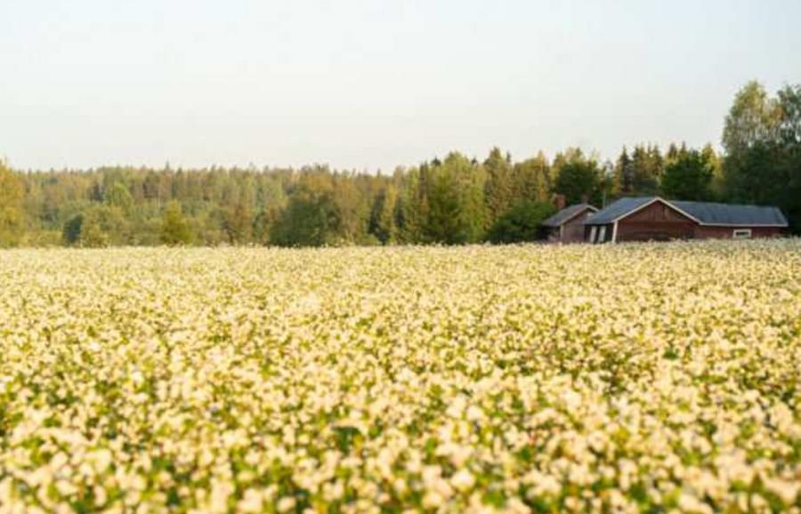European farmers cut crops as Iran war disrupts fertilizer supply