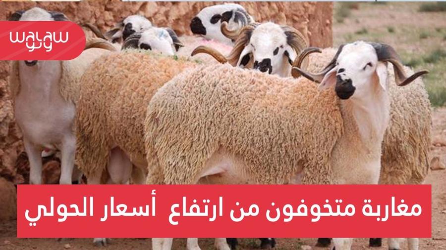 ميكرو طروطوار: مغاربة متخوفون من ارتفاع أسعار "الحولي"