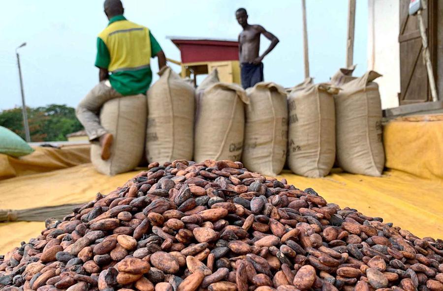Cocoa prices plunge as global supply rebounds and demand weakens