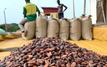 Cocoa prices plunge as global supply rebounds and demand weakens