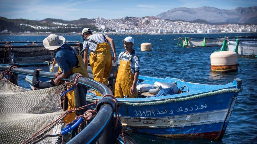 Pêche côtière au Maroc : plus de 3,11 milliards de dirhams générés à fin mars malgré un net recul des volumes