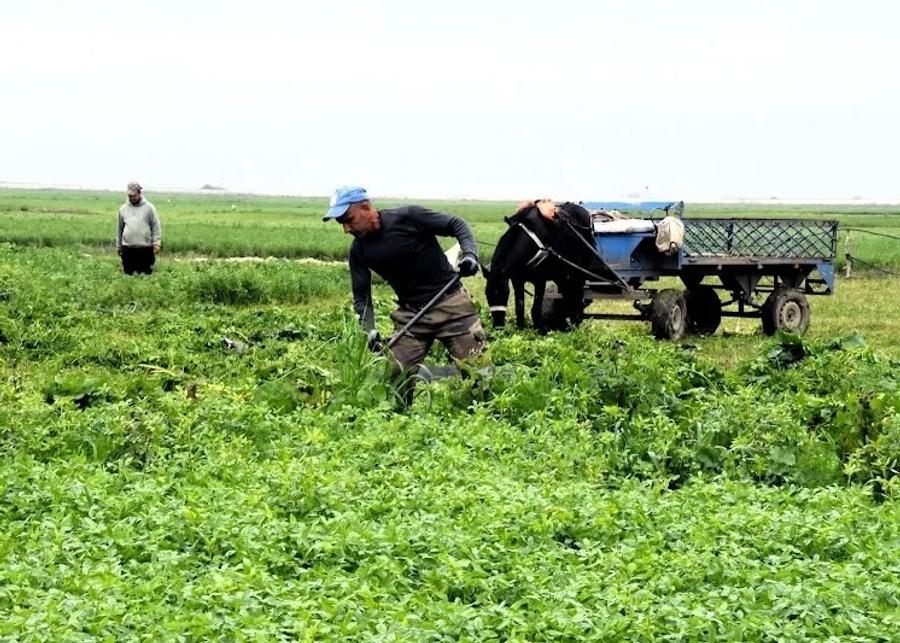 Agriculture marocaine : les pluies printanières relancent l’espoir
