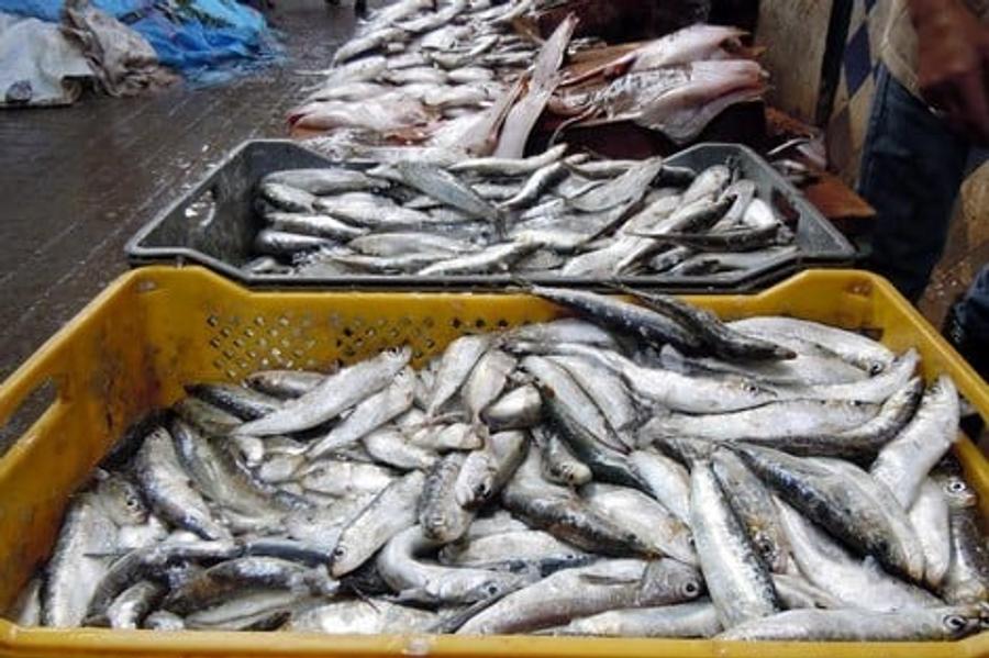 Poisson moins cher pendant le Ramadan : 2.000 tonnes de sardines mobilisées