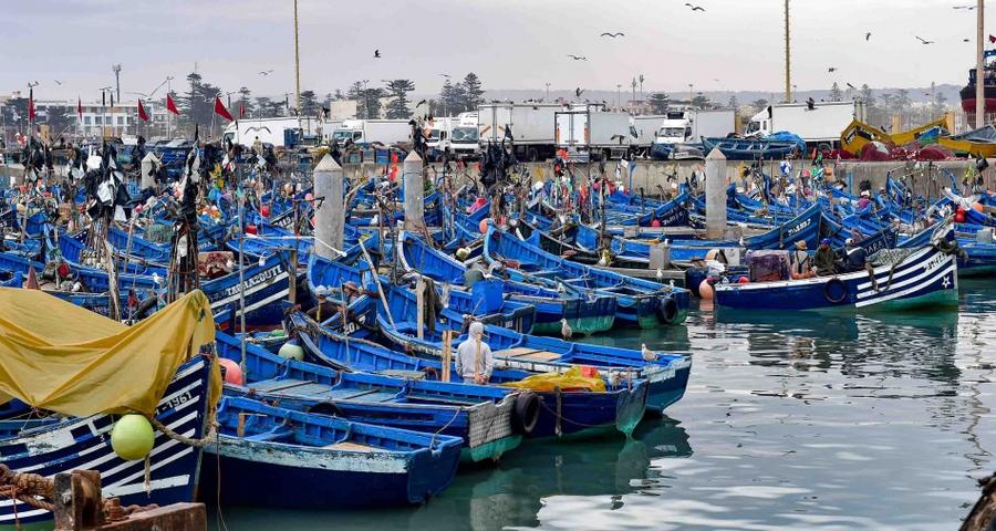 Pêche à Essaouira : les débarquements chutent fortement en janvier 2026