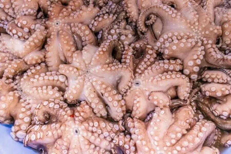Poulpe marocain : forte baisse des volumes vers le Japon, hausse des prix à l’import