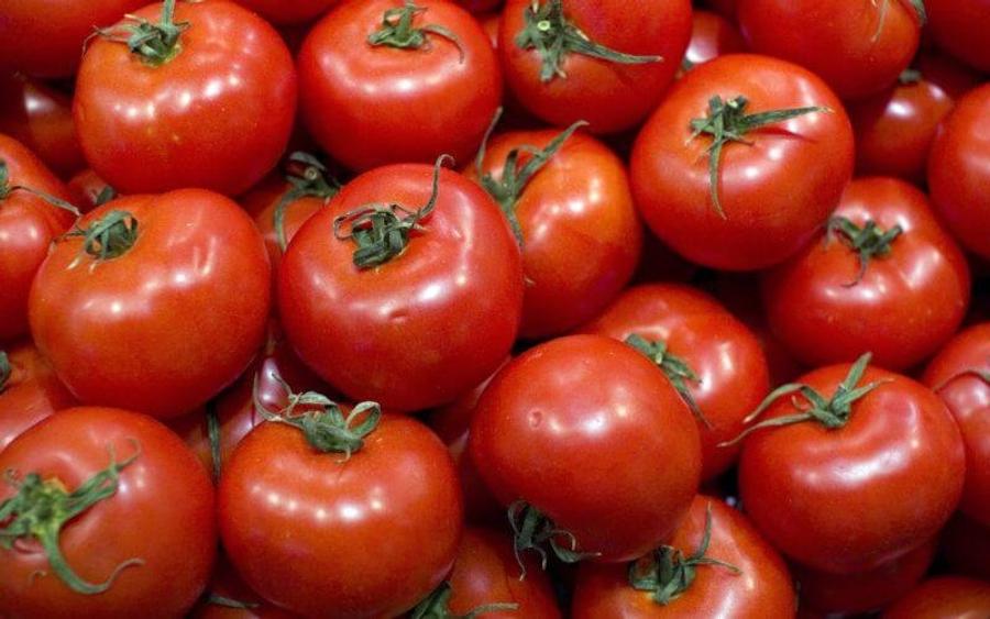 Tomates : le Maroc devient le premier fournisseur en valeur du marché ibérique en 2025