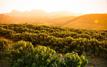 Climate change adds 47 harmful heat days to coffee regions