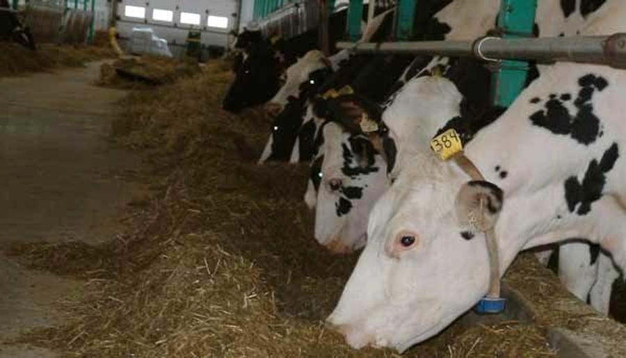 Tuberculose bovine : 27.500 têtes abattues, la surveillance sanitaire renforcée