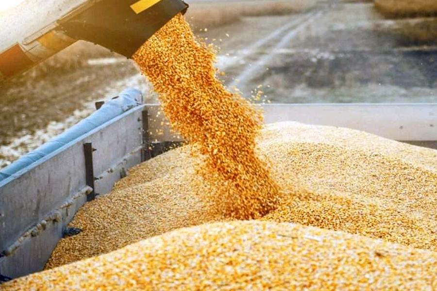 Céréales : vers un net rebond de la production marocaine en 2026 grâce à des pluies abondantes