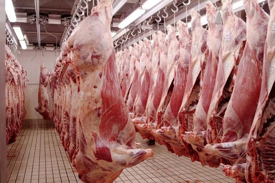 Abattoirs de Casablanca : Une année record en 2025 avec plus de 30 millions de kilos traités