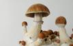 Compass Pathways reports positive phase 3 results for psilocybin therapy